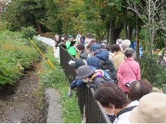 風呂川沿いで立ち止まりクイズに挑戦する参加者