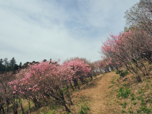 アカヤシオの写真
