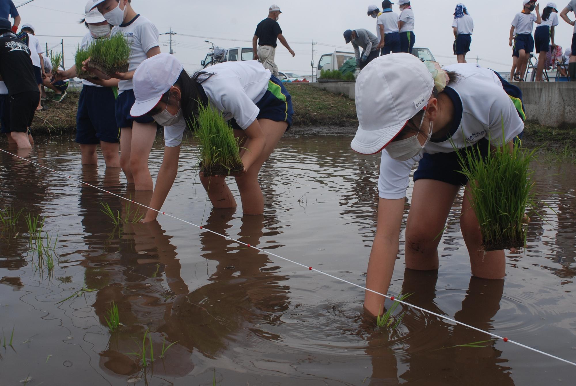 taue