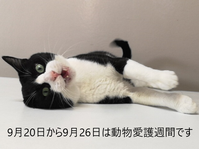 動物愛護週間1
