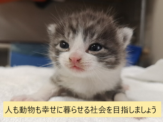 動物愛護週間2