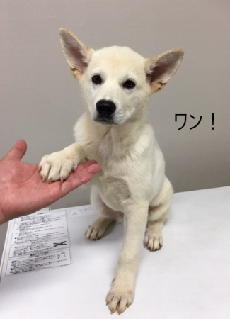 動物愛護週間3