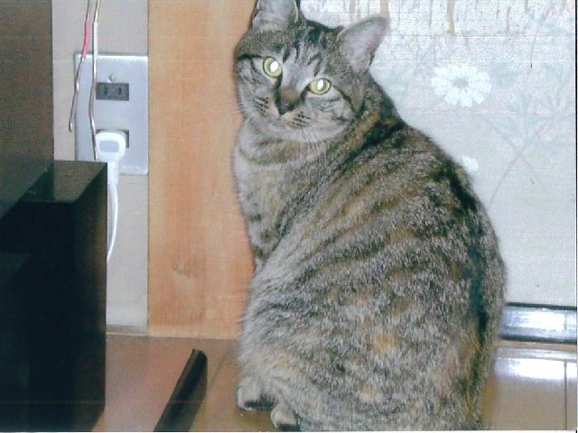 2021年11月26日に住吉町2丁目で行方不明になった猫の画像です
