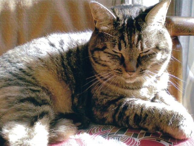 2021年11月26日に住吉町2丁目で行方不明になった猫の画像です