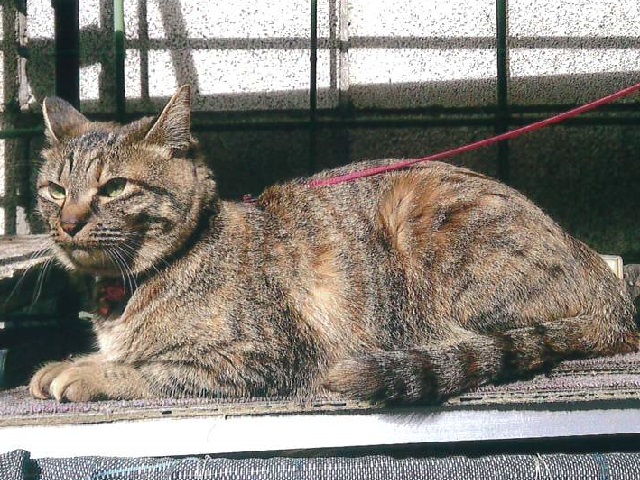2021年11月26日に住吉町2丁目で行方不明になった猫の画像です