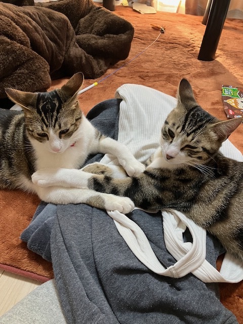 ロクと甘太