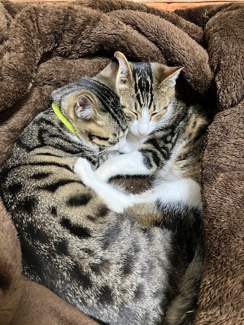 ロクと甘太