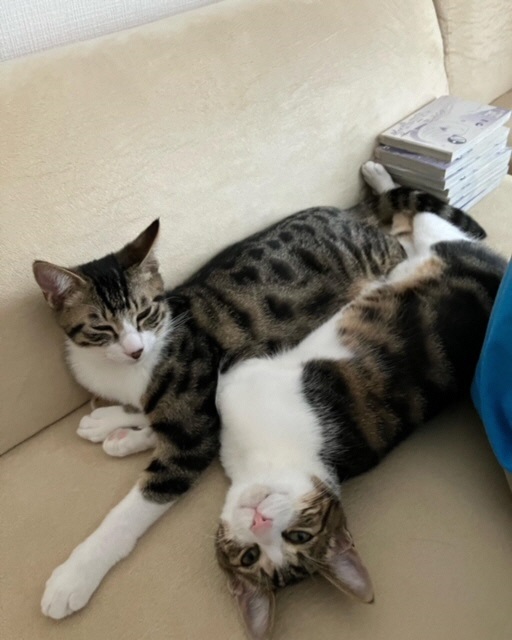 ロクと甘太