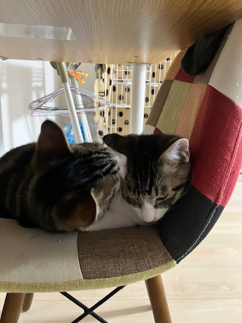 ロクと甘太
