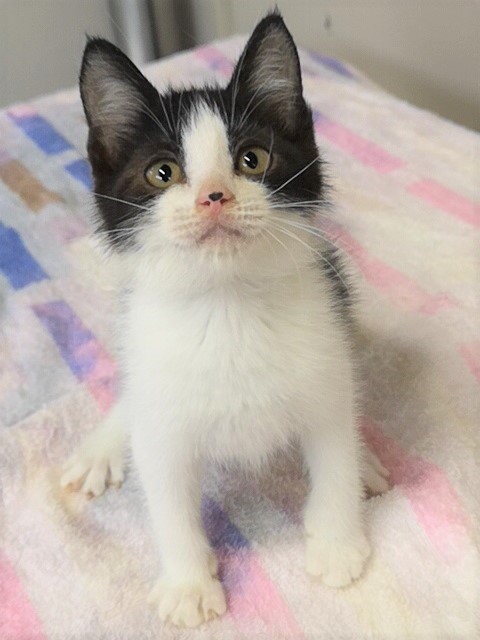 2022年9月2日に譲渡した猫の画像です