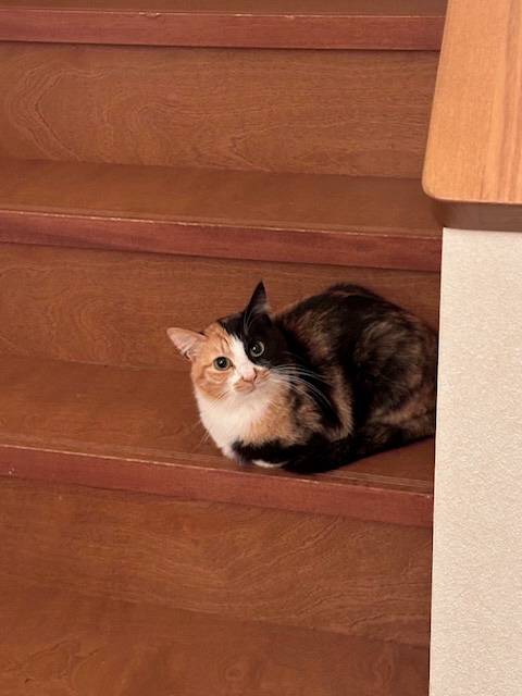 2025年6月8日に下大島町で行方不明になった猫の画像です