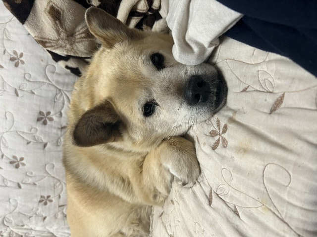 2026年7月26日に行方不明になった犬の画像です