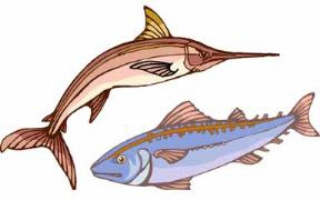 マグロなどのイラスト