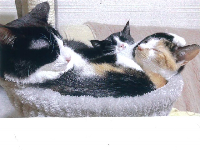 ちぢみナークー