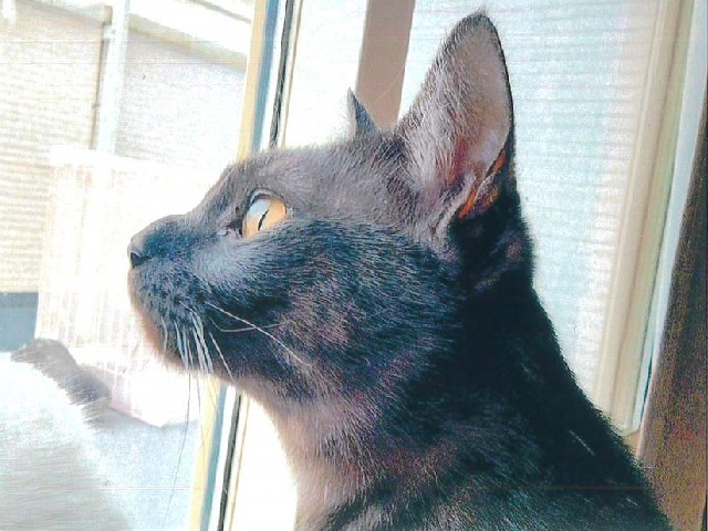 むぎ