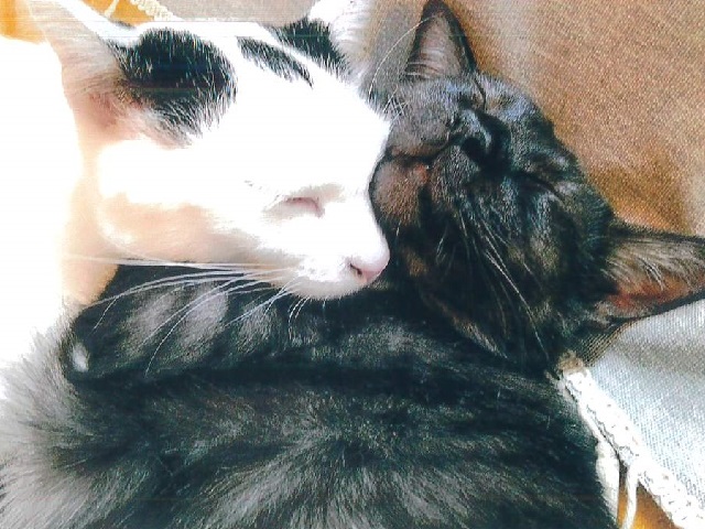 むぎとおもち