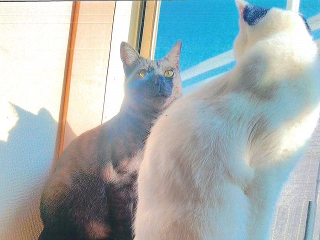 むぎとおもち