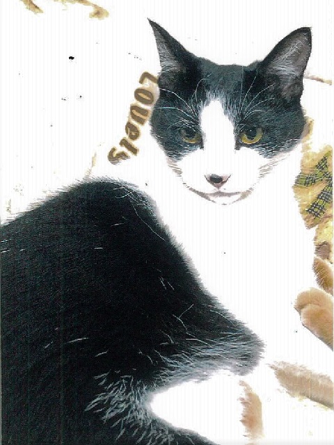 2022年9月2日に譲渡した猫の画像です