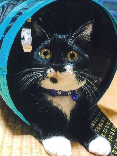 たび