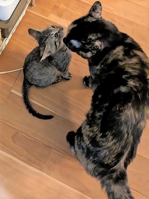 はる