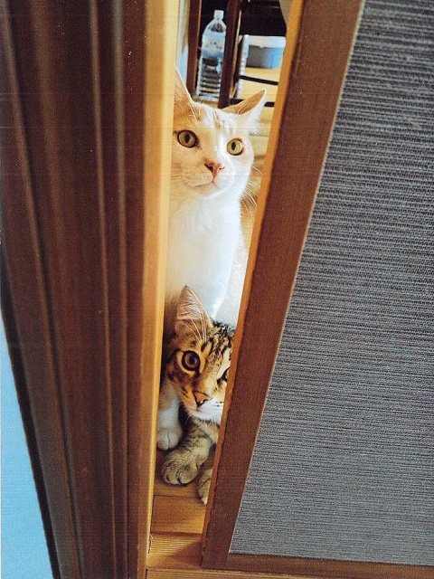 つむぎ