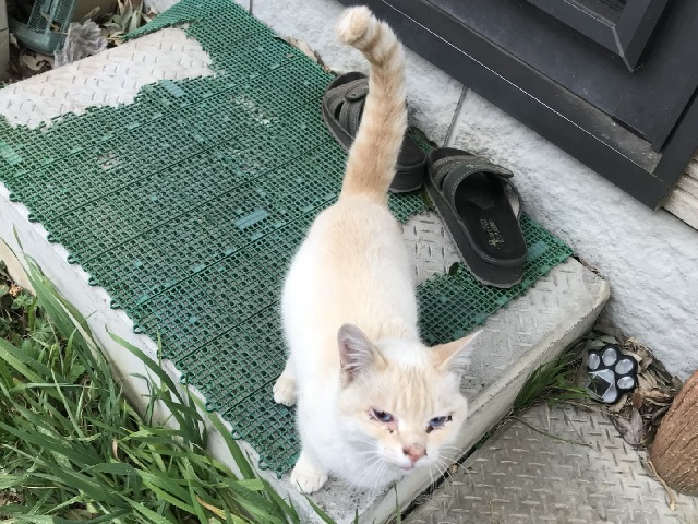 2025年3月23日に市民の方がi今井町で保護した猫の画像です