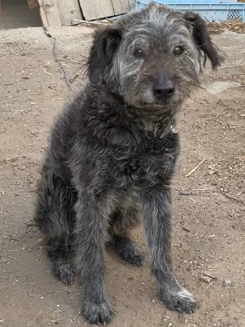 2025年6月1日に富士見町原之郷で行方不明になった犬の画像です