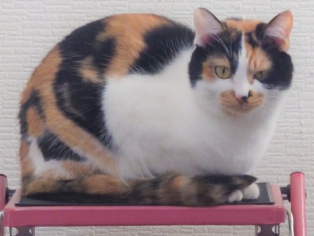 2025年6月25日に駒形町で行方不明になった猫の画像です