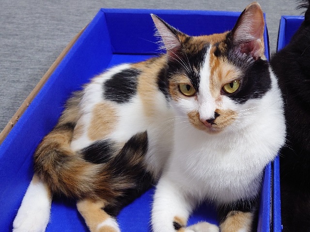 2025年6月25日に駒形町で行方不明になった猫の画像です