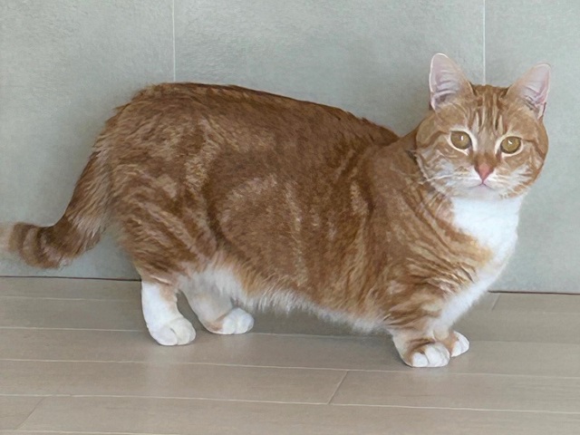 2025年5月29日に日吉町1丁目で行方不明になった猫の画像です
