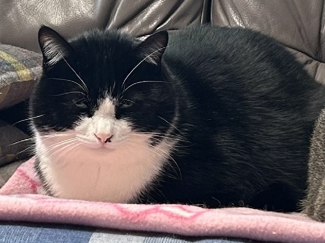 2026年1月26日に山王町で行方不明になった猫の画像です