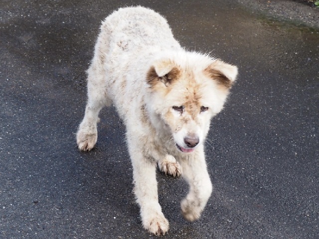 2026年9月5日に鼻毛石町で行方不明になった犬の画像です