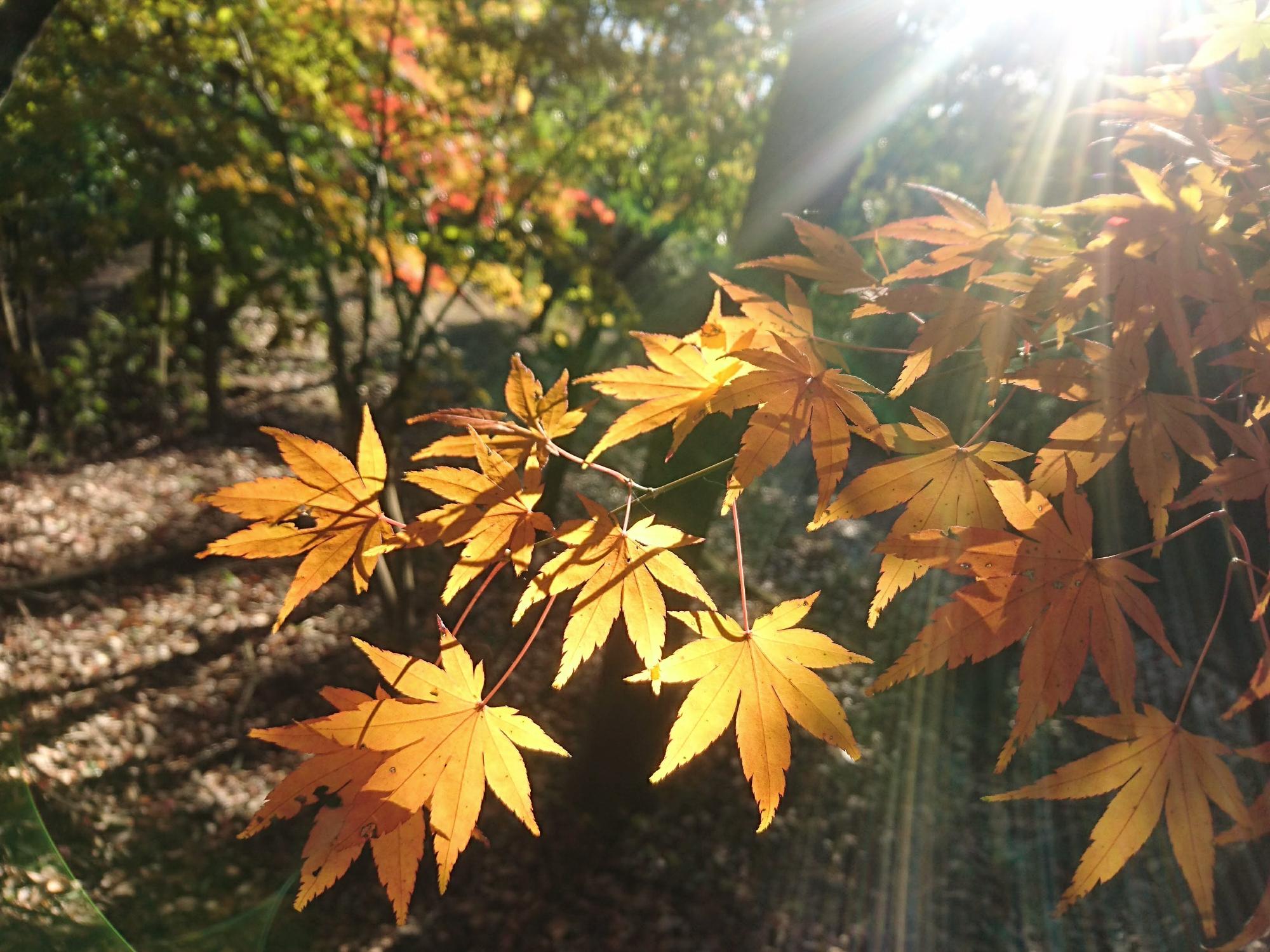 (イメージ)【令和7年11月24日開催】紅葉の森を巡る〜森林ウォーキング〜