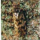 アブラゼミの写真