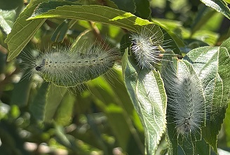 アメリカシロヒトリの幼虫