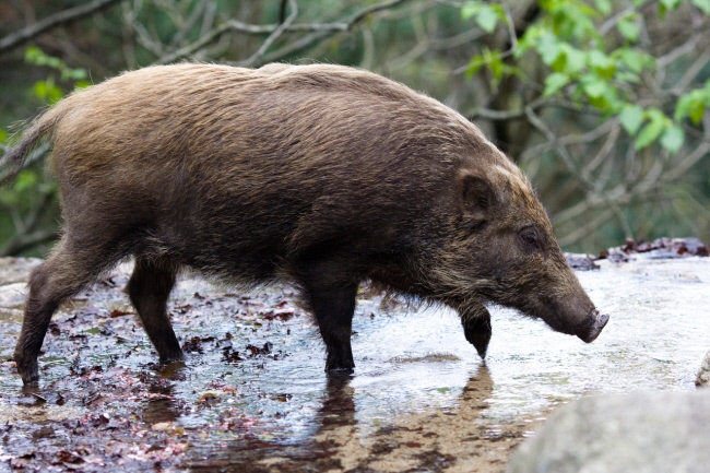 イノシシ等の大型野生動物に注意してください／前橋市