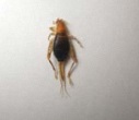 カネタタキの写真