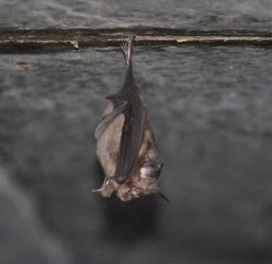 キクガシラコウモリの写真