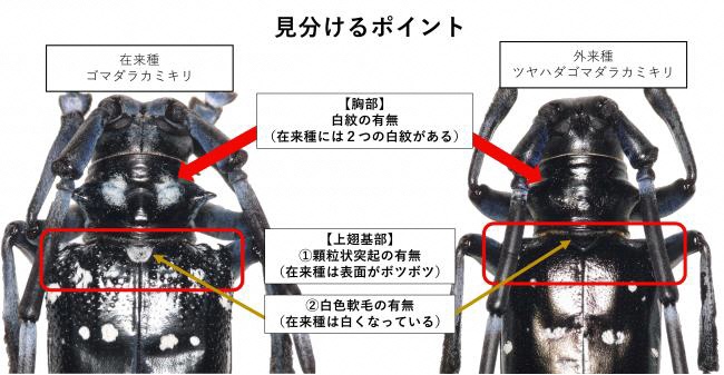 在来種(ゴマダラカミキリ)と特定外来種(ツヤハダゴマダラカミキリ)の見分け方
