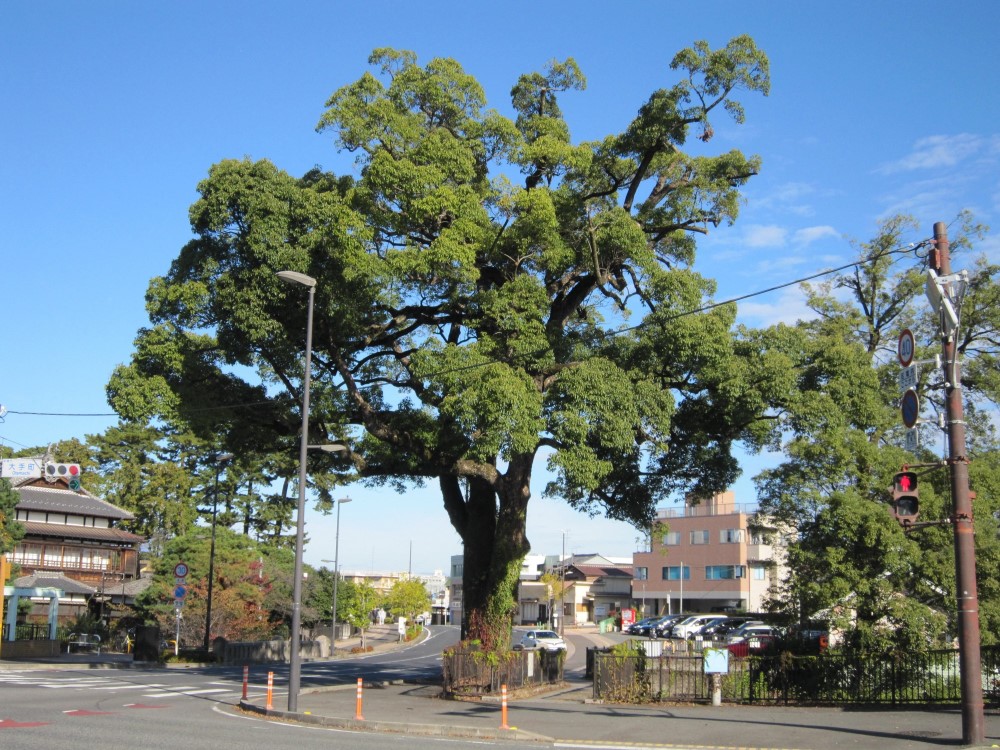 前橋るなぱあくのクスノキ