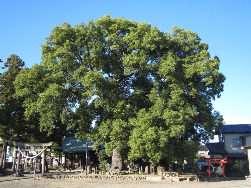 六供八幡宮のクスノキ