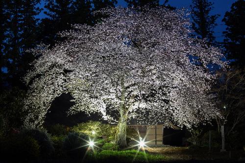 阿久沢家住宅の桜ライトアップ