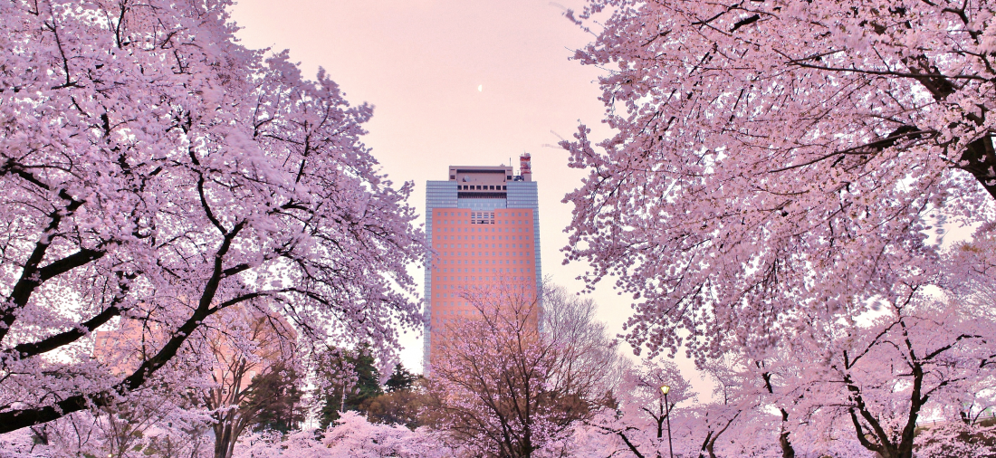 桃色の桜が咲き誇る群馬県庁舎前の写真