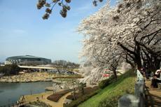 「前橋公園の桜の様子」の写真