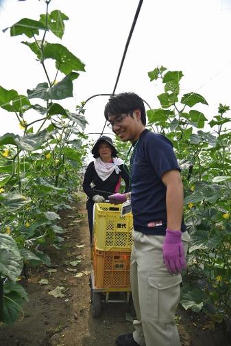 きゅうりを収穫する下田とそれを見守る信澤さんの写真