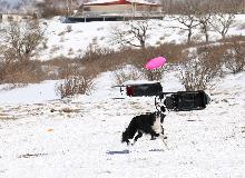 雪の上でディスクドッグをする犬