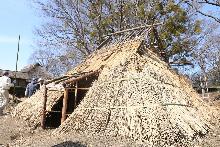 竪穴式住居再生体験で屋根に茅を貼り付け、完成に近づいていく竪穴式住居