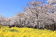 赤城南面千本桜の会場で青空の下桜と菜の花が咲き誇る様子