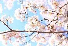 青空の下咲き誇る桜の写真