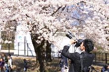 桜の花に近づいてカメラで撮影をする男性の写真